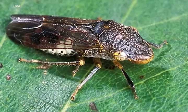 California Industry Commits Funds To Fight Grapevine Pest 