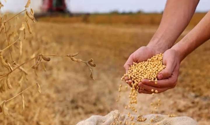 Us India Collaborative Project Secures Nsf Grant For Precision Soybean Breeding Research 