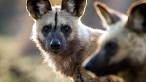 African Wild Dog Brothers Set Record with Massive 4,126-Kilometre Journey Across Zambia